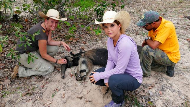 Bild: BR/Ben Wolter/Text und Bild Medienproduktion Lydia erforscht seit acht Jahren die Ameisenbären im Pantanal. Bei einer Einfangaktion bekommt dieses Weibchen ein neues Sendehalsband.