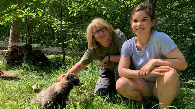 Ist der Marderhund ein Hund? Anna und Marion mit dem zutraulichen Marderhund "Cedric".