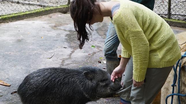 Anna und die wilden Tiere Pekaris sind auch Schweine