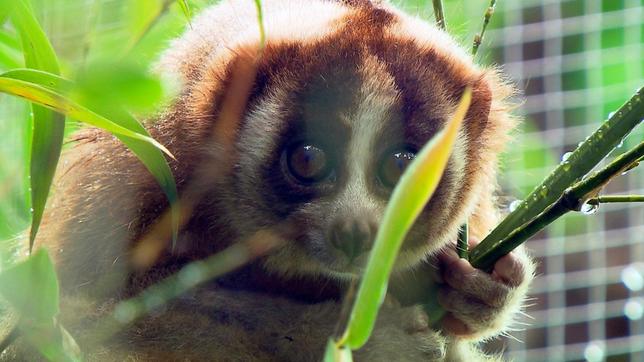 Bild: BR Plumploris sind kleine Nachtaffen und verdammt niedlich. Aber Achtung: die katzengroßen Primaten mit den großen Augen sind giftig. Weiteres Bildmaterial finden Sie unter www.br-foto.de.