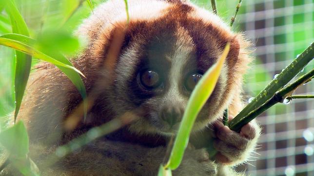 Plumploris sind kleine Nachtaffen und verdammt niedlich. Aber Achtung: die katzengroßen Primaten mit den großen Augen sind giftig. Weiteres Bildmaterial finden Sie unter www.br-foto.de.