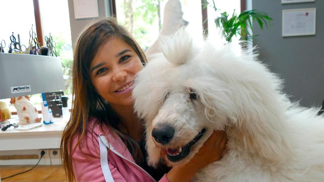 Ein Pudel muss regelmäßig zum Hundefriseur. Sonst wird das Fell sehr lang und verfilzt. 