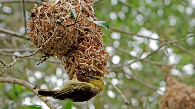 Bild: BR/TEXT + BILD Medienproduktion Kunstvoll flechten die Webervögel ihre Nester aus Grashalmen.