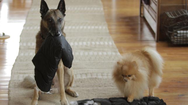 Bild: BR 2 Helden auf 8 Pfoten: Meatball und Cassie sind ein starkes Team.