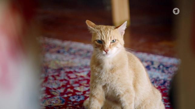 Bild: ARD Katze
