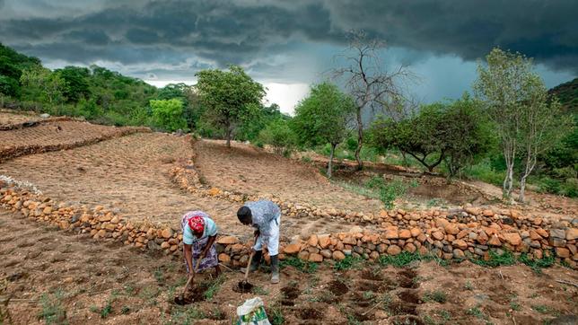 Maßnahmen gegen Starkregen: Um zu verhindern, dass der Boden weggeschwemmt wird, hat das Ehepaar Dirani auf seinen Feldern im Osten Simbabwes Steinterrassen angelegt. Mit finanzieller Unterstützung von "Brot für die Welt" hilft die regional arbeitende Organisation TSURO Kleinbauernfamilien in Simbabwe, mit den Folgen des Klimawandels zu leben.