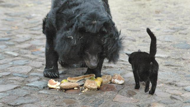 Bild: rbb/Conny Klein Die betagte Kragenbärin "Mäuschen" und Katze "Muschi"