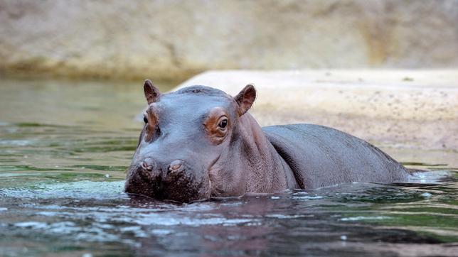 Bild: rbb/Thomas Ernst In den eher wässrigen Gefilden des Zoos zieht das junge Flusspferd die Aufmerksamkeit auf sich.