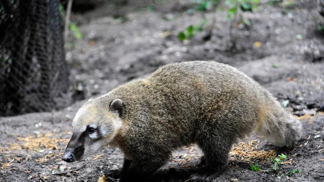 Bild: rbb/Thomas Ernst Junger Nasenbär im Zoo Berlin.