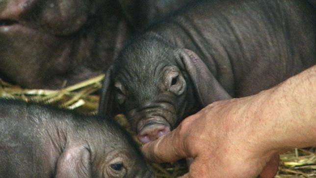 Maskenschweine gehören zu René Vietes Lieblingen. Gleich ein ganzer Schwung Ferkel ist geboren worden. Alle wollen gleichzeitig Milch saugen, da geht es drunter und drüber.