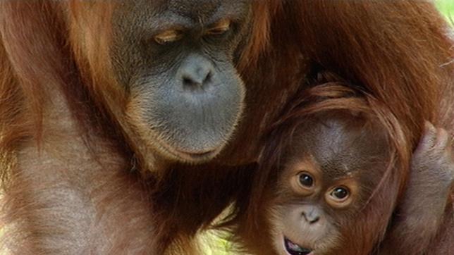 Satu, das Orang-Utanbaby und Mutter