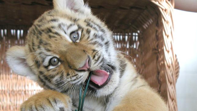 Tigerbaby Darius hat seinen ersten Auftritt. Wie viel Geduld darf man von so einer kleinen Raubkatze wohl erwarten?