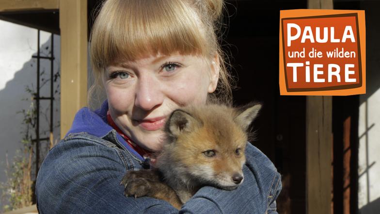 Wie schlau ist der Fuchs? Paula und die wilden Tiere ARD Das Erste