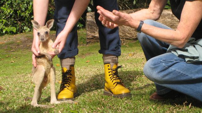 Paula und die wilden Tiere Hüpfen wie ein Känguru