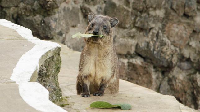 Bild: BR Paula und die wilden Tiere Familie Klippschliefer