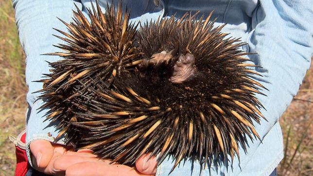 Paula und die wilden Tiere Schnabeltier und Schnabeligel 19.07.2014