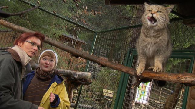 Paula und die wilden Tiere Wo ist die Wildkatze? 16.11.2013