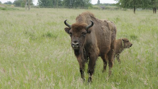 Bild: BR/Text und Bild Medienproduktion GmbH & Co. KG. Anna und die wilden Tiere Wo weidet der Wisent?: Wisente auf der Weide