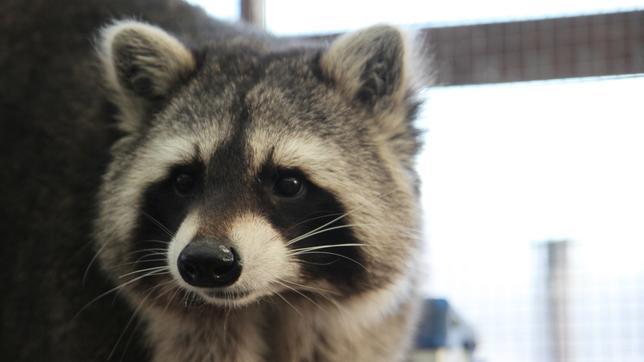 Paula und die wilden Tiere Wie wäscht der Waschbär? 