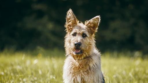 Kommissar Racko - Racko – Hund für alle Fälle ARD |