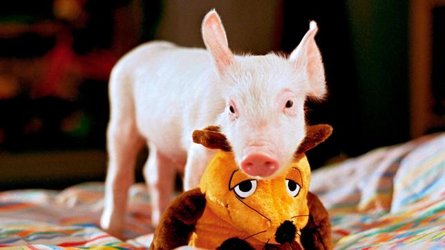 Bild: WDR/Degeto Das kleine Ferkel Rudi sorgt ordentlich für Chaos.