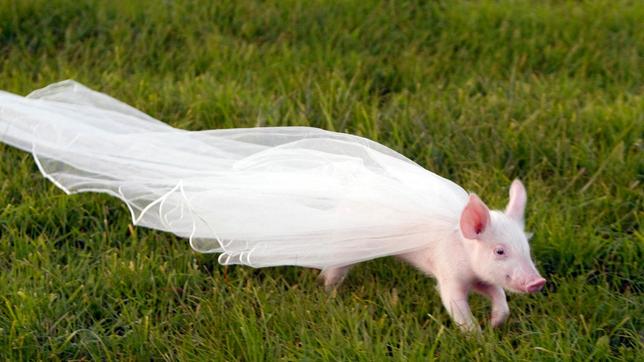 Bild: WDR/ARD/Frank Dicks Hochzeit mit Hindernissen: Rennschwein Rudi rennt mit dem Braut-Schleier davon.