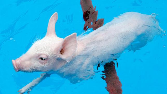 Bild: WDR/ARD/Frank Dicks Nur mit einem beherzten Sprung in den Pool kann sich Rudi vor seinen Verfolgern retten. Aber: Können Schweine schwimmen?