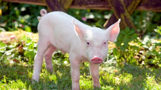 Bild: WDR/ARD/Frank Dicks Rennschwein in Gefahr: der Sohn von Bauer Stücken hat Rudi im Visier.