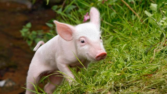 Bild: WDR/ARD/Frank Dicks Rennschwein Rudi Rüssel auf der Suche nach Melinda, die von Zuhause ausgerissen ist.