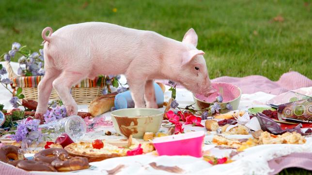 Bild: WDR/ARD/Frank Dicks Rennschwein Rudi Rüssel macht sich über das Picknick im Grünen her, das Ayla liebevoll für Semra und Daniel hergerichtet hat.