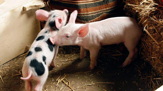 Bild: WDR/ARD/Frank Dicks Romantik liegt in der Luft! Hat Rudi sich in das hübsche schwarzgefleckte Schweinemädchen verliebt?