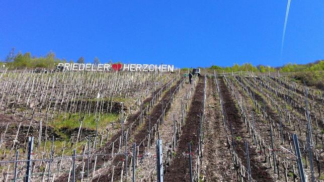 Bild: WDR/Flash Film Der Hang des Weinberges Bremmer Calmont im Frühling.