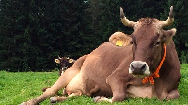 Bild: WDR/Malin Büttner Kuh „Lena“ trägt ihre orangene „Maus-Schleife“ und rastet gemütlich auf der Wiese der Alpe Oberberg.