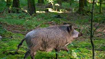 Bild: SWR/Maria Wiesler Das verletzte Wildschwein.