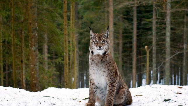 Bild: SWR/Maria Wiesler Der Luchs.