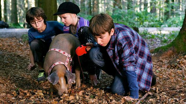 Bild: SWR/Maria Wiesler Tiere bis unters Dach Folge 36 Trüffelschweine: Pawel, Nelly und Gustav