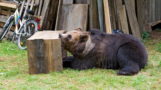 Tiere bis unters Dach Folge 41 Bären sammeln: ein Braunbär