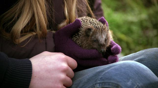 ein Igel