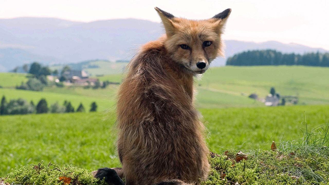 In Memoriam Fynn Henkel Tiere Bis Unters Dach Swr Kindernetz