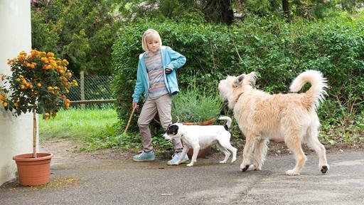 Kleiner Hund Was Nun Tiere Bis Unters Dach Ard Das Erste