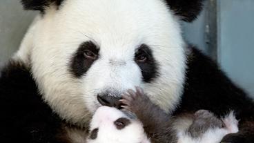 Panda Meng Meng mit Pandababy