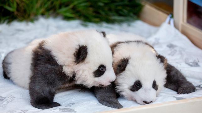 Die Panda-Zwillings-Männchen Meng Yuan (l) und Meng Xiang.