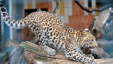 Bild: rbb/Thomas Ernst Chinaleopard im Tierpark Berlin