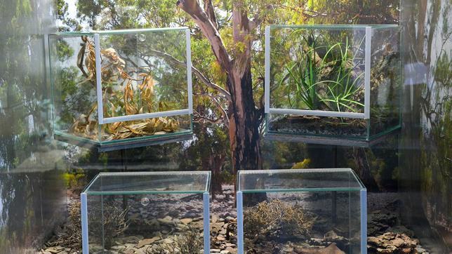 Bild: rbb/Thomas Ernst Das Gifttierbecken im Insektarium des Zoo Berlin.