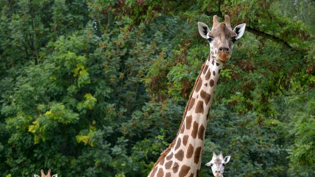 Die Giraffen im Tierpark Berlin.