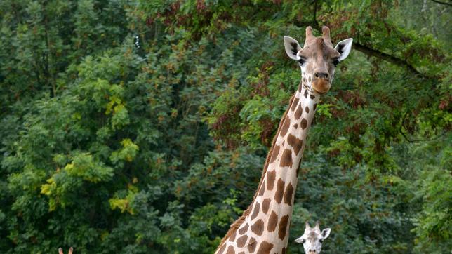 Bild: rbb/Thomas Ernst Die Giraffen im Tierpark Berlin.