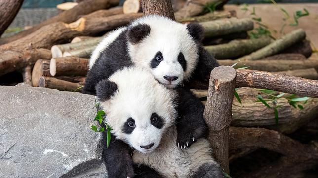 Bild: rbb/Zoo Berlin Die Pandazwillinge Pit (vorne) und Paule (hinten)
