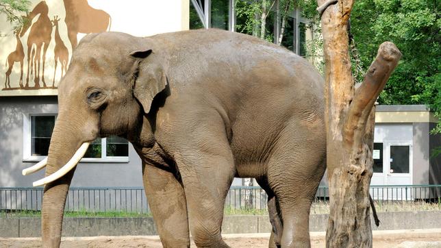 Bild: rbb/Thomas Ernst Elefantenbulle Victor