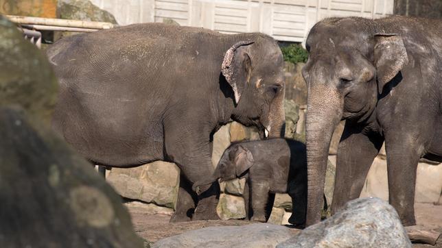 Bild: rbb/Claudius Pflug Elefantenkind Edgar und seine Herde im Tierpark Berlin.