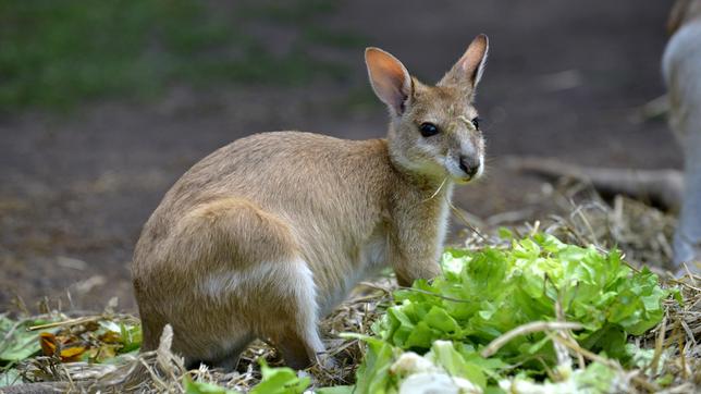 Bild: rbb/Thomas Ernst Flinkwallaby Monti im Tierpark Berlin.
